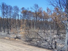 Bastrop Wildfire as seen 9/23/2011