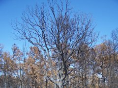 Bastrop Wildfire as seen 9/23/2011