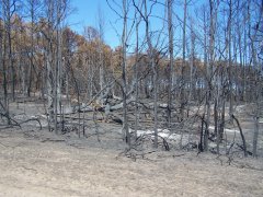 Bastrop Wildfire as seen 9/23/2011